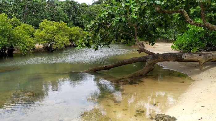 Leuweung Sancang di Garut Dianggap Menakutkan? Ini Alasannya