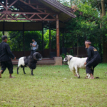 Tau Gak Sih? Domba Garut Itu Keren Banget! Petualangan di Desa Sukalaksana