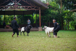 Tau Gak Sih? Domba Garut Itu Keren Banget! Petualangan di Desa Sukalaksana