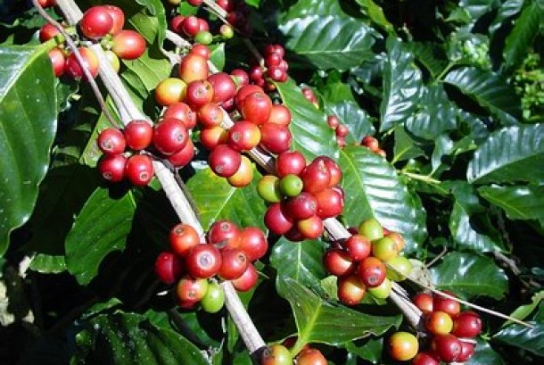 Nah Ini Dia! 5 Keutamaan Kopi dari Gunung Papandayan