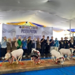 Jangan Salah Pilih, Ini 5 Ciri Domba Garut yang Layak Kurban