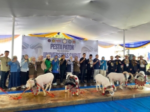 Nah Ini Dia! 6 Keunikan Domba Cibuluh Garut Tampil Beda