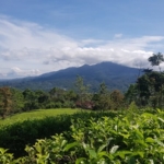 Liburan ke Kebun Teh Cisaruni? Jangan Lewatkan 5 Aktivitas Ini!